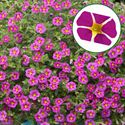 Bild von Calibrachoa P12 Magenta Island